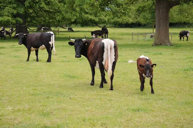 herd of Gloucester Cattle
