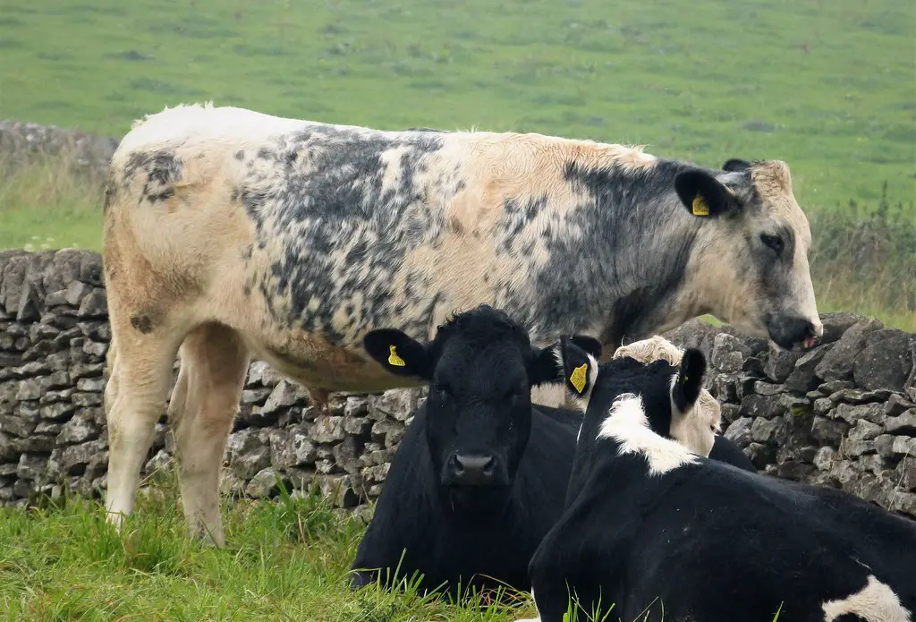 Milking Shorthorn Cow Characteristics