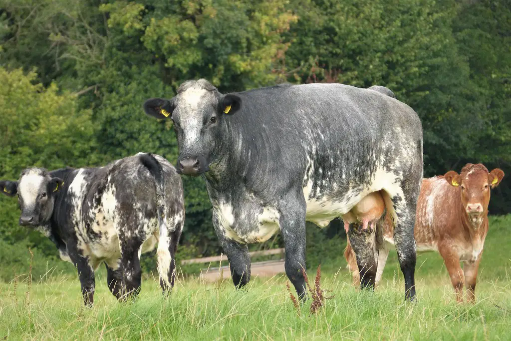 Origins of Milking Shorthorn Cows