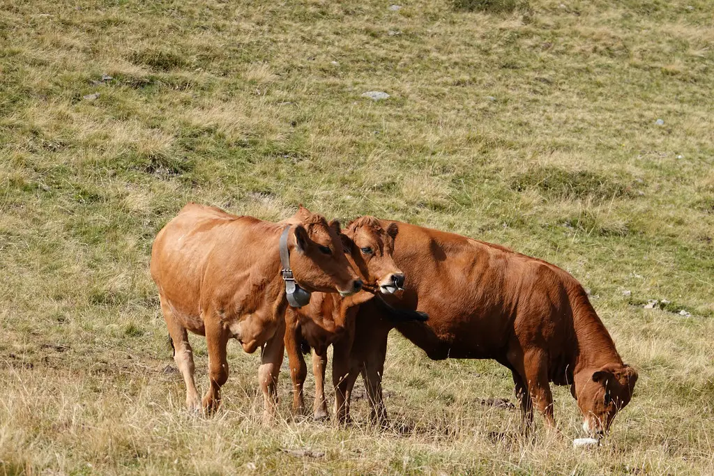 Tarentaise Cattle in Agriculture 