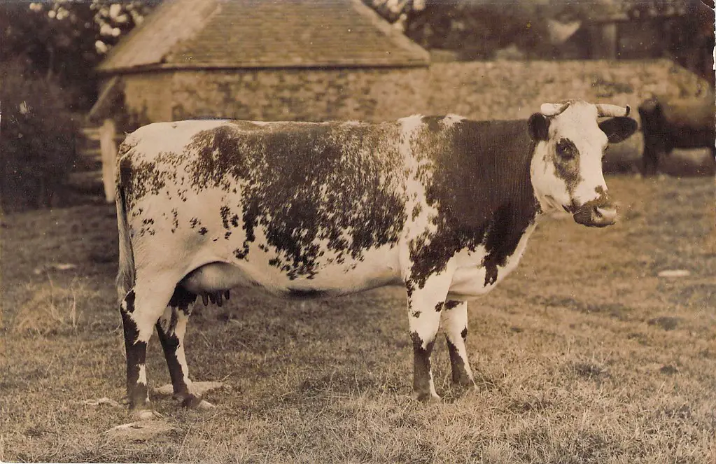 Milking Shorthorn Cattle