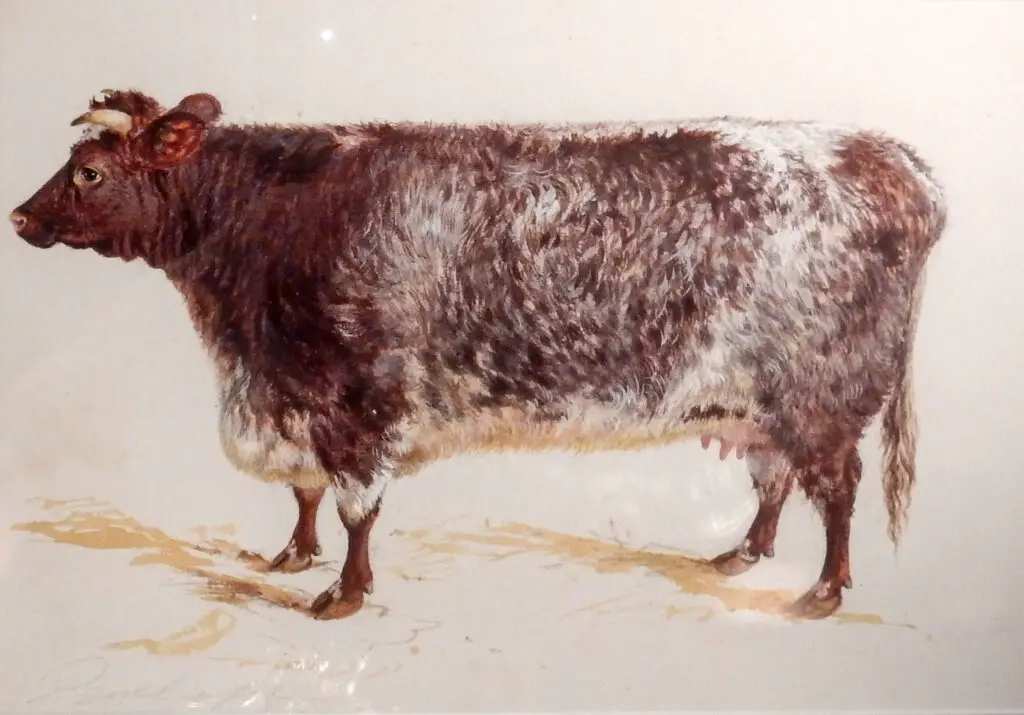 Milking Shorthorn Cow Breeding