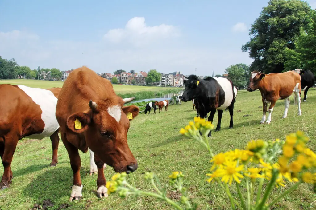 Dutch_belted_cows