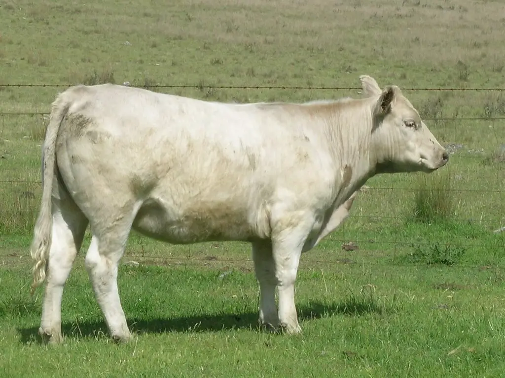 Murray Grey Cattle