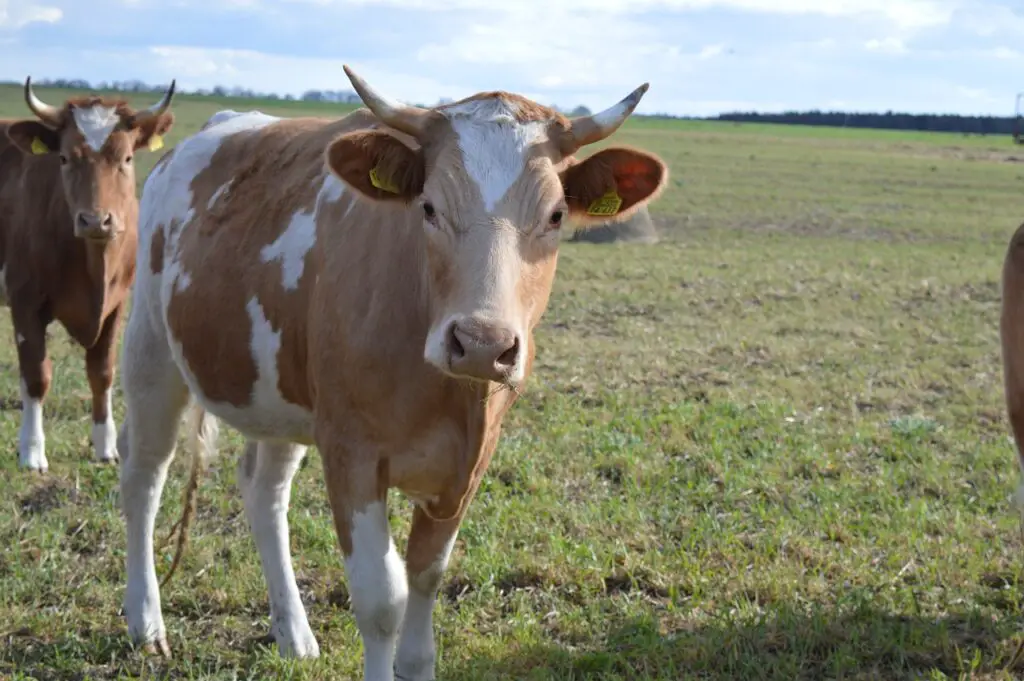 benefits of Simmental Cow