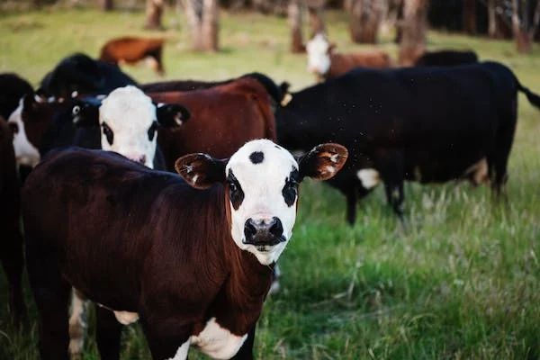  Ayrshire Cow calf