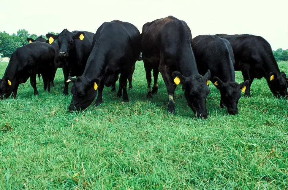 black angus-cattle.