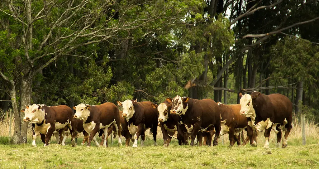 Braford Cattle herd