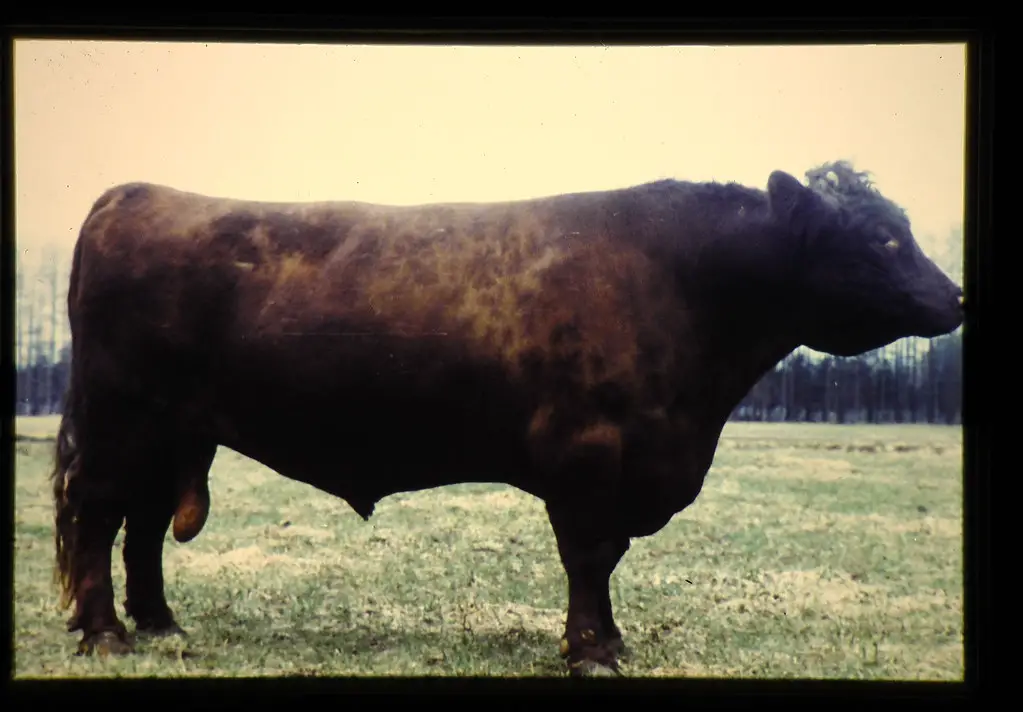 Japanese Shorthorn cattle
