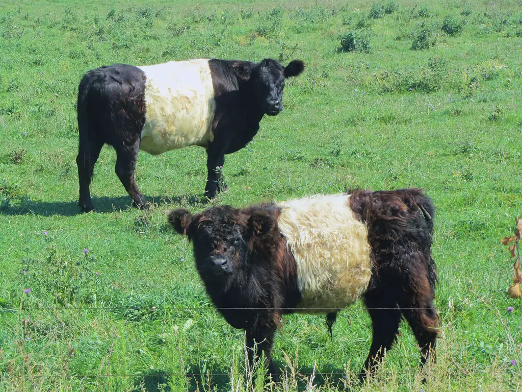 Belted Galloway pros
