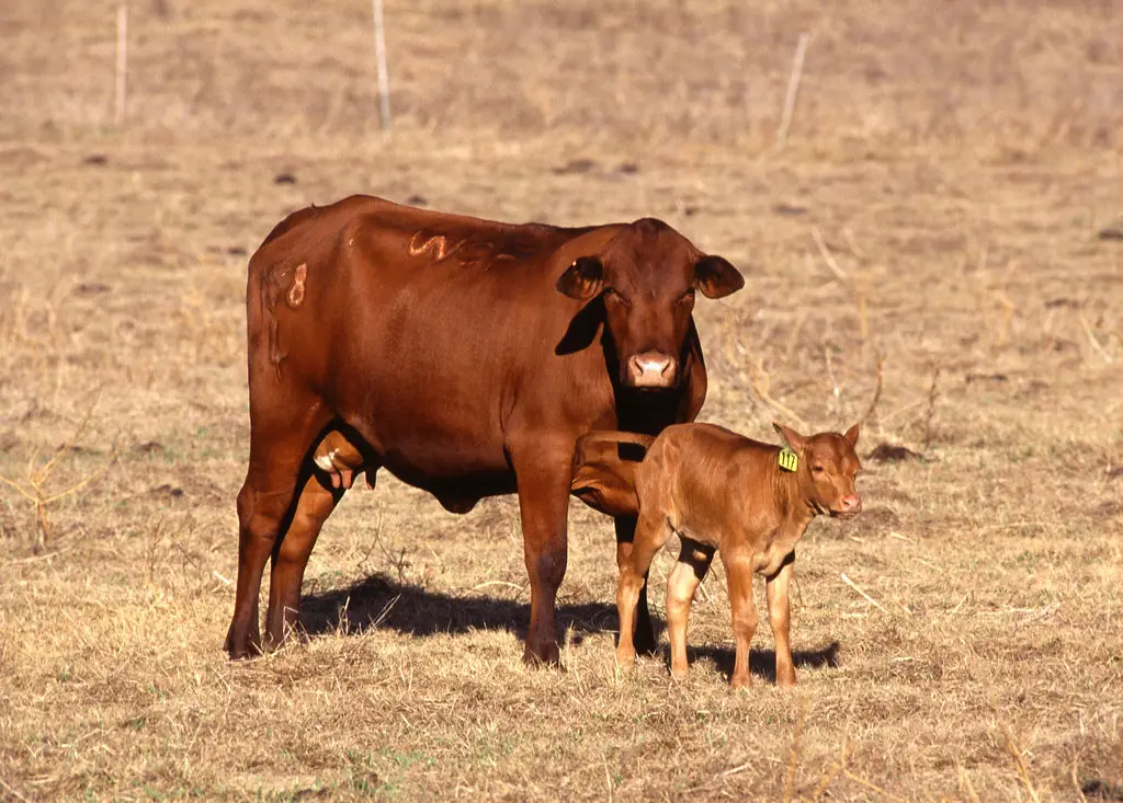 Beefmaster Cow