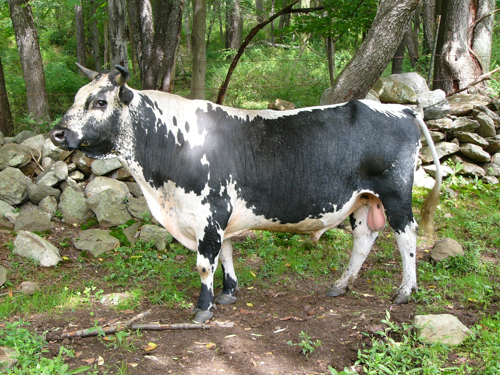 Lineback cattle