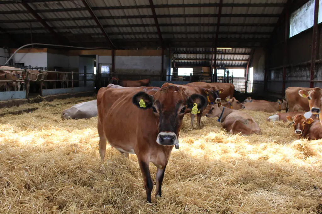 Cow Bedding Options: