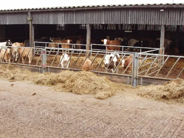 cattle barn