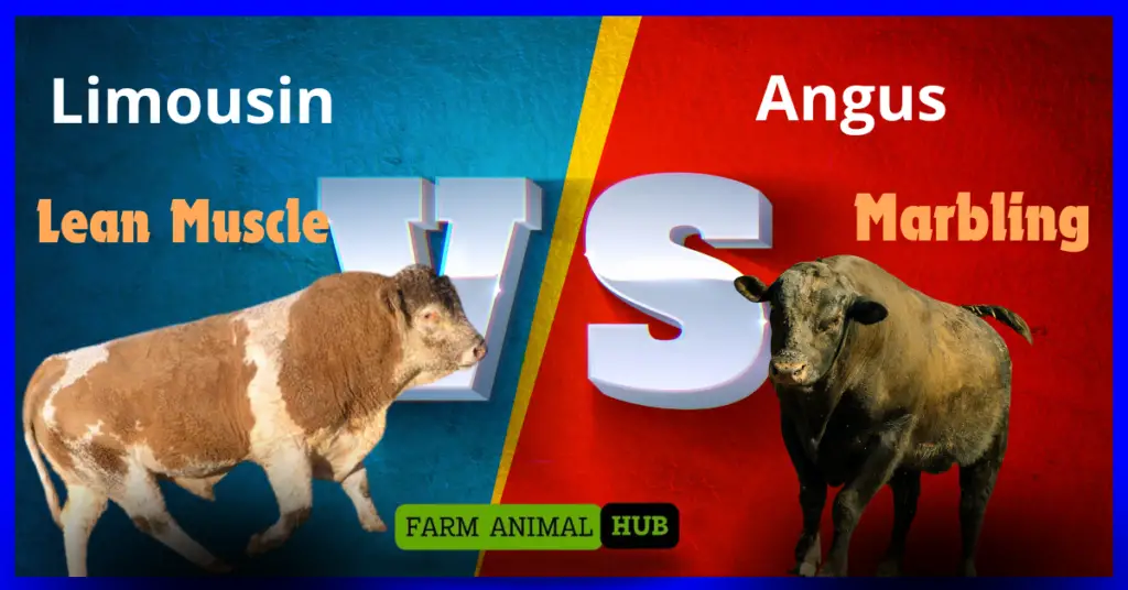 Limousin vs Angus