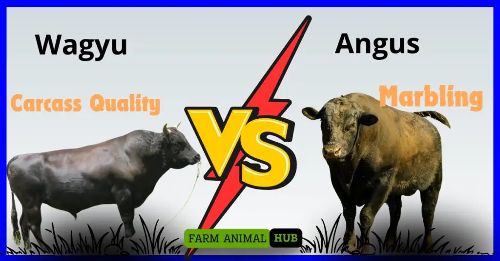 Wagyu vs Angus